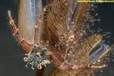 squat lobster